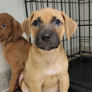 Forest, Baby Male Pit Bull Terrier
