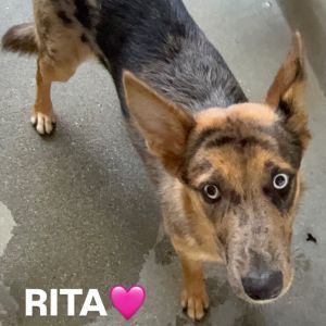 Rita A2203395, Young Female German Shepherd Dog