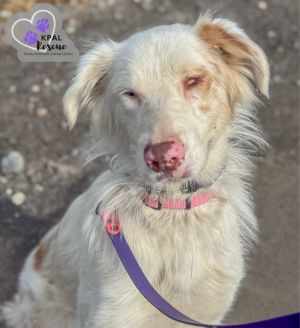 Snowball - Aussie Litter Mom