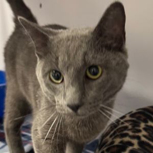 Buddy, Young Male Domestic Short Hair