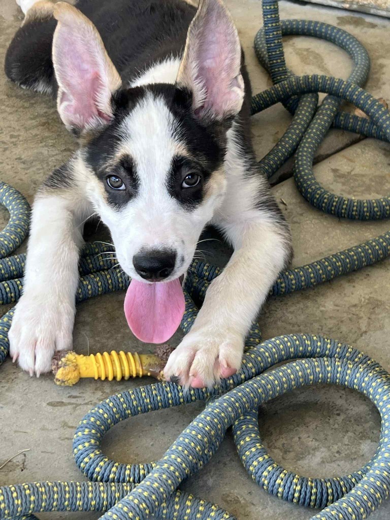 Butters