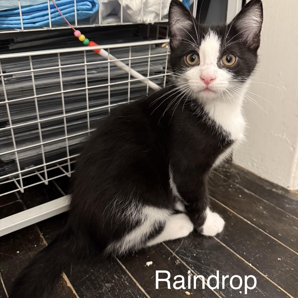 Raindrop