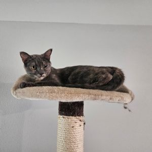 Cherry, Young Female Domestic Short Hair