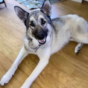 Luke, Baby Male Mixed Breed