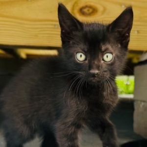Albus, Baby Male Domestic Short Hair