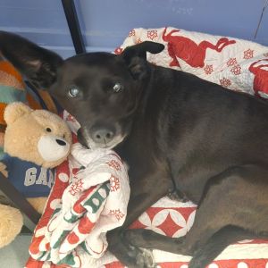 Cleo, Senior Female unknown