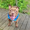Sampson photo 6