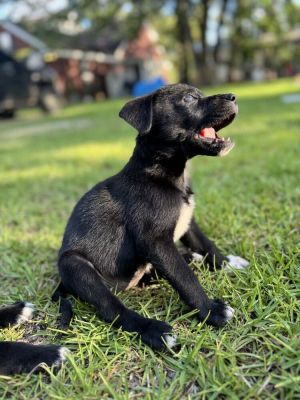 Jazz, Baby Female Mixed Breed