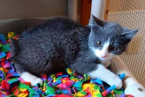 Spicey, Baby Female Domestic Short Hair