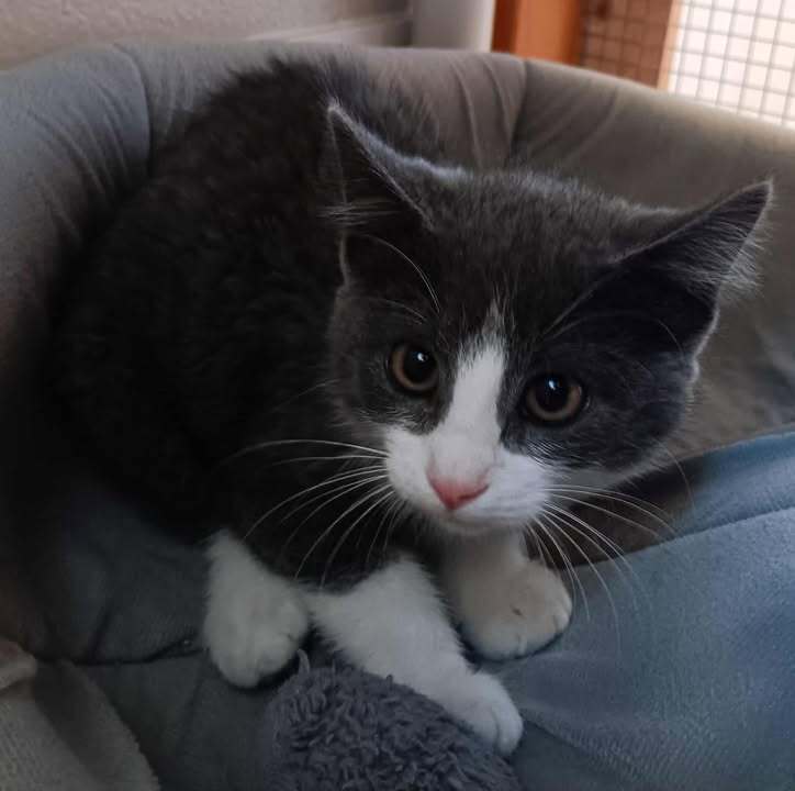 Spicey, an adoptable Domestic Short Hair, Manx in Challis, ID, 83226 | Photo Image 2