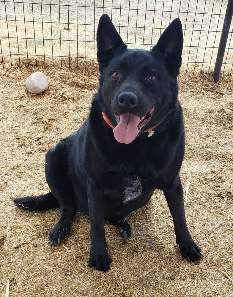 Fawksey, an adoptable Labrador Retriever, German Shepherd Dog in Challis, ID, 83226 | Photo Image 1