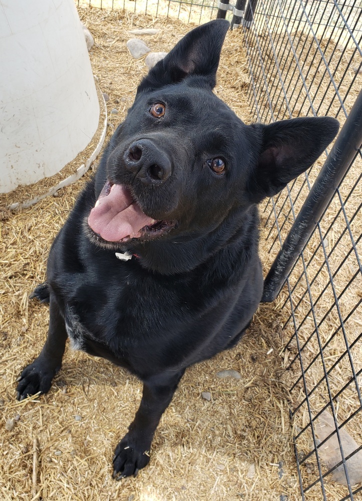 Fawksey, an adoptable Labrador Retriever, German Shepherd Dog in Challis, ID, 83226 | Photo Image 2