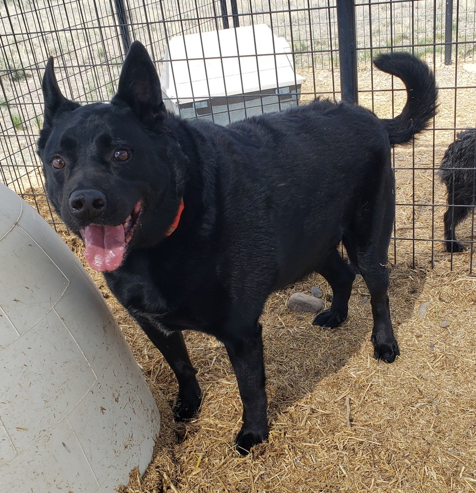 Fawksey, an adoptable Labrador Retriever, German Shepherd Dog in Challis, ID, 83226 | Photo Image 3