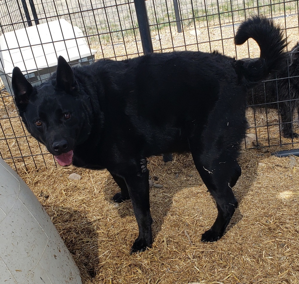 Fawksey, an adoptable Labrador Retriever, German Shepherd Dog in Challis, ID, 83226 | Photo Image 4