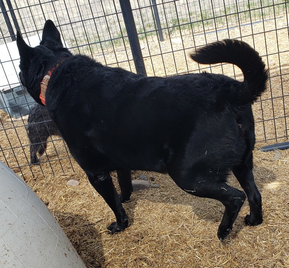 Fawksey, an adoptable Labrador Retriever, German Shepherd Dog in Challis, ID, 83226 | Photo Image 5