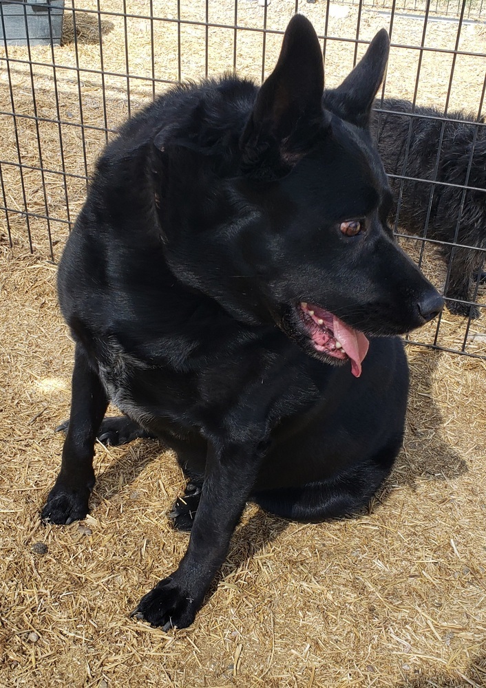 Fawksey, an adoptable Labrador Retriever, German Shepherd Dog in Challis, ID, 83226 | Photo Image 6
