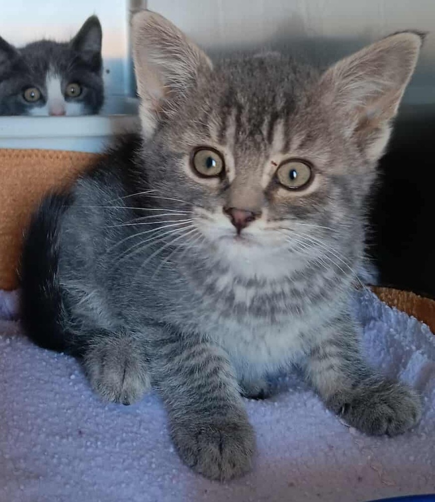 Shiva, an adoptable Domestic Short Hair in Challis, ID, 83226 | Photo Image 1