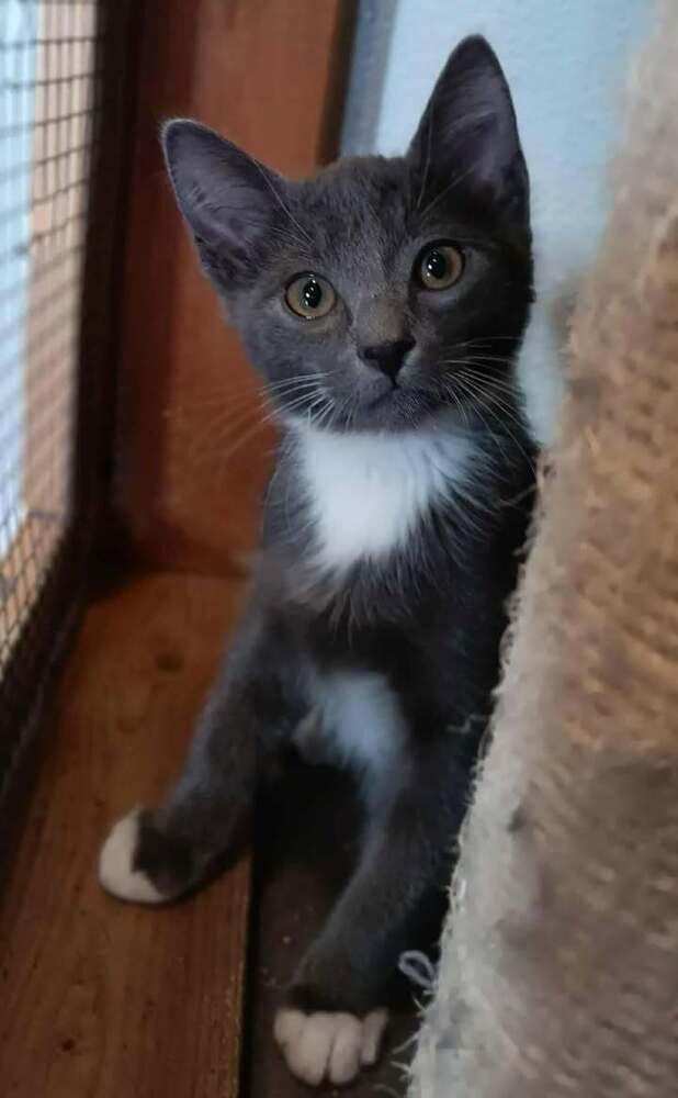 Timon, an adoptable Domestic Short Hair in Challis, ID, 83226 | Photo Image 1