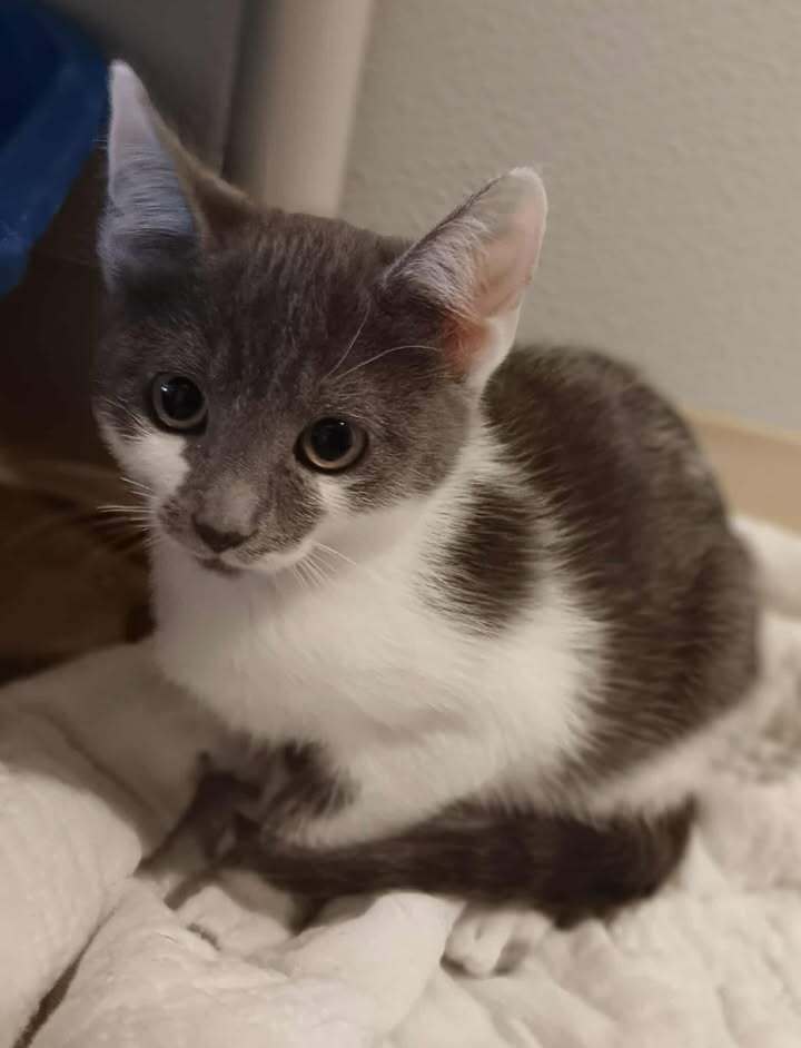 Shenzi, an adoptable Domestic Short Hair in Challis, ID, 83226 | Photo Image 1
