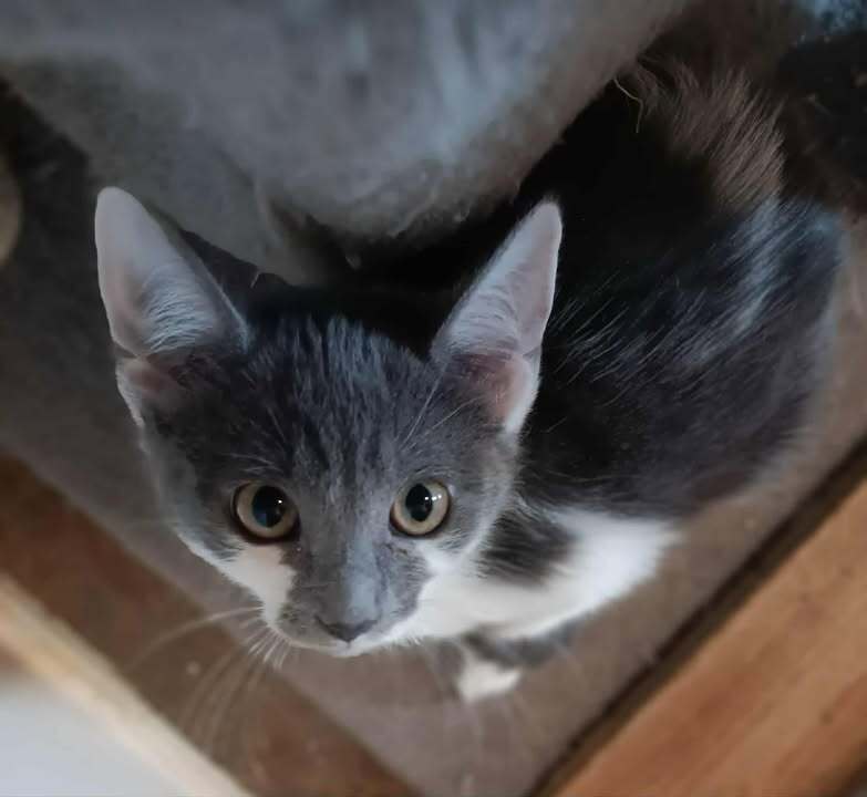 Shenzi, an adoptable Domestic Short Hair in Challis, ID, 83226 | Photo Image 2
