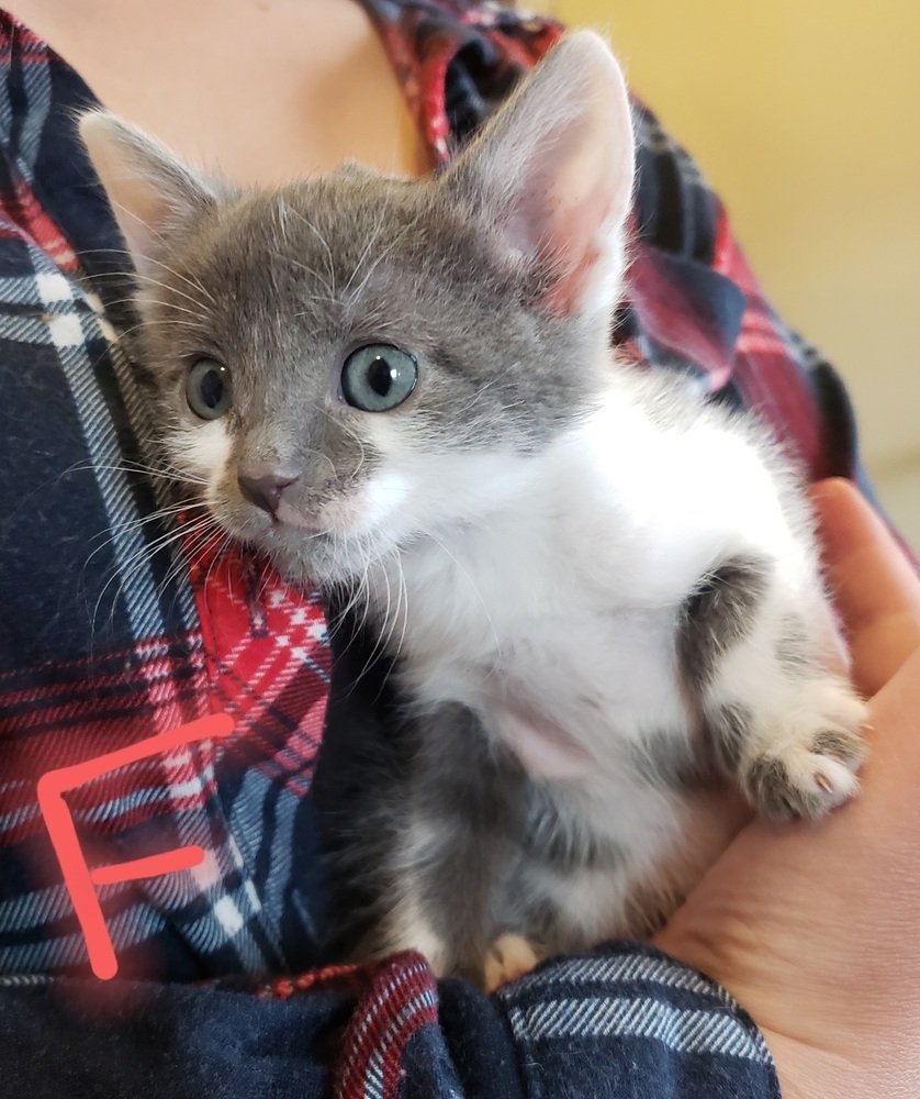 Shenzi, an adoptable Domestic Short Hair in Challis, ID, 83226 | Photo Image 3