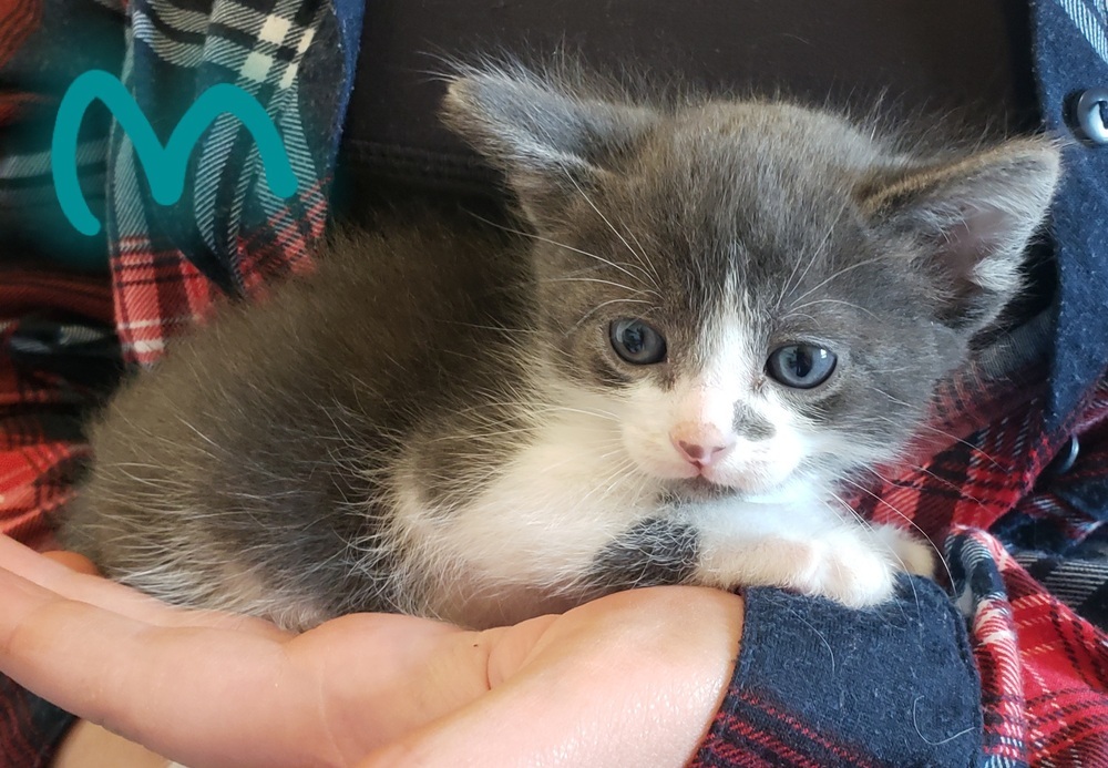 Rafiki, an adoptable Domestic Short Hair in Challis, ID, 83226 | Photo Image 2