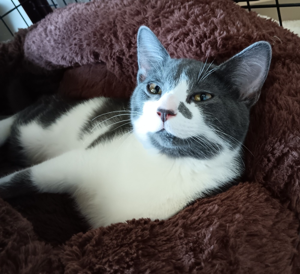 Rafiki, an adoptable Domestic Short Hair in Challis, ID, 83226 | Photo Image 3