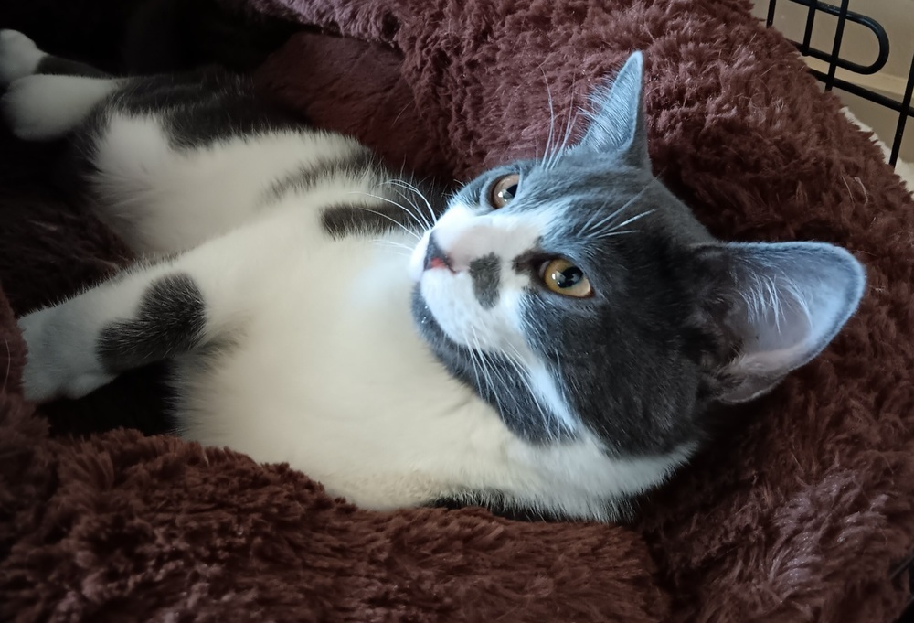 Rafiki, an adoptable Domestic Short Hair in Challis, ID, 83226 | Photo Image 6