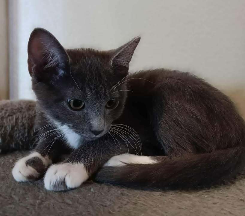 Pumba, an adoptable Domestic Short Hair in Challis, ID, 83226 | Photo Image 1