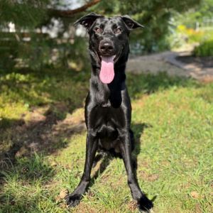 Kenobi, Young Male Labrador Retriever