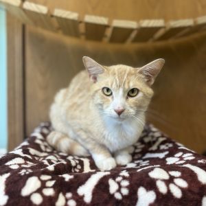 Seatbelt, Young Male Domestic Short Hair