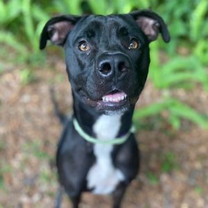 Diana, Adult Female Mixed Breed