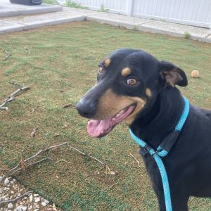 Goofy, Young Male Doberman Pinscher