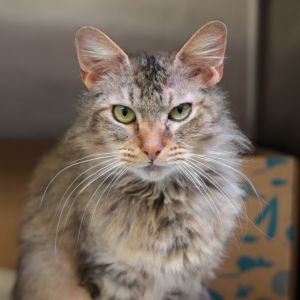 Blondie Domestic Medium Hair Cat