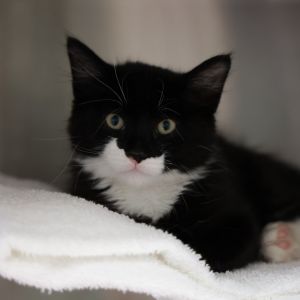 Batman Domestic Medium Hair Cat