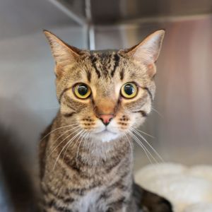 Carrot Domestic Short Hair Cat