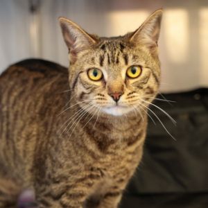 Cantaloupe Domestic Short Hair Cat