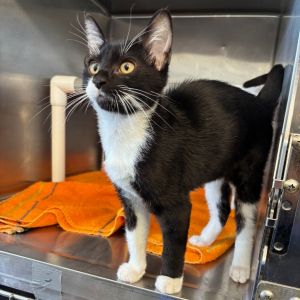 Peanut, Baby Male Domestic Short Hair