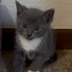 Smokey, Baby Male Domestic Short Hair