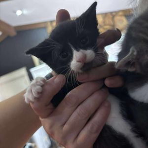 Igor, Baby Male Domestic Short Hair