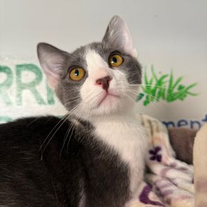 Poblano Domestic Short Hair Cat