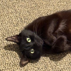 Tilly Domestic Medium Hair Cat
