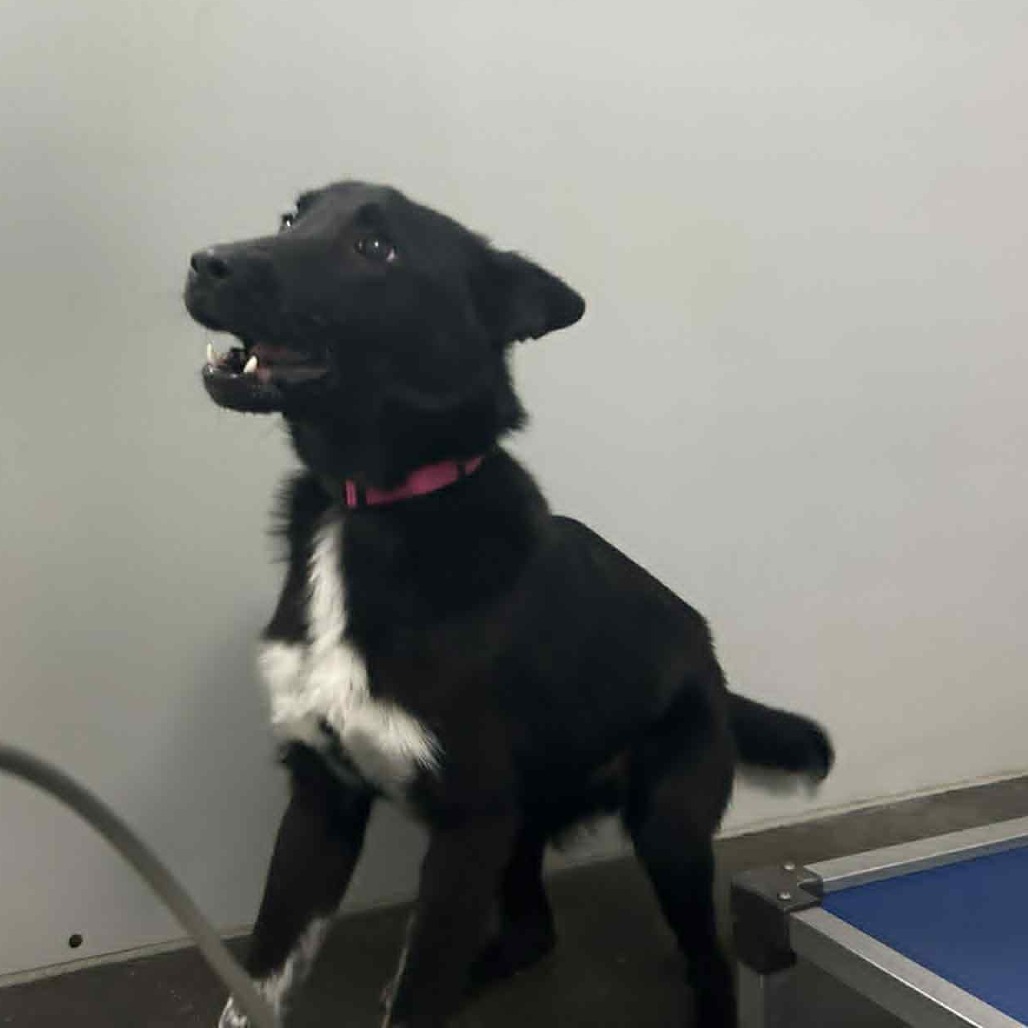 Juniper, an adoptable Australian Cattle Dog / Blue Heeler in Garden City, KS, 67846 | Photo Image 1
