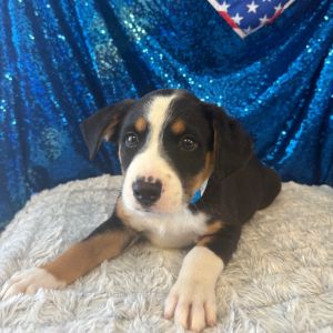 Dwight Bernese Mountain Dog Dog
