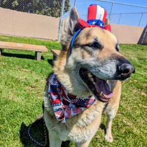 Ricky German Shepherd Dog Dog
