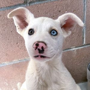 Hi My name is Cloud and Im at the Santa Barbara Campus Im a 2 month old male