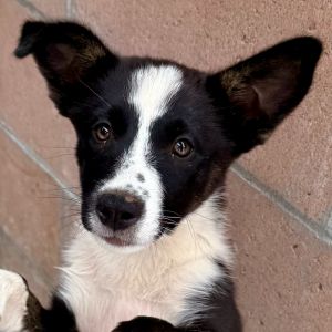 Hi My name is Sable and Im at the Santa Barbara Campus Im a 2 month border collie who is
