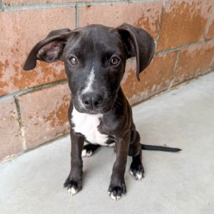 Hi My name is Bubbles and Im at the Santa Barbara Campus Im 2 month old Terrier Pitbull mix who