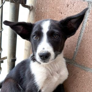Domino Border Collie Dog