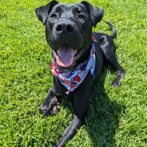 Cole Black Labrador Retriever Dog